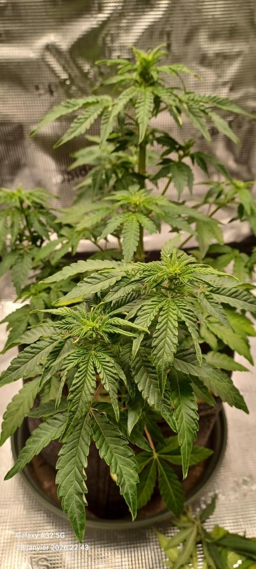 1st full indoor grow. Week 5