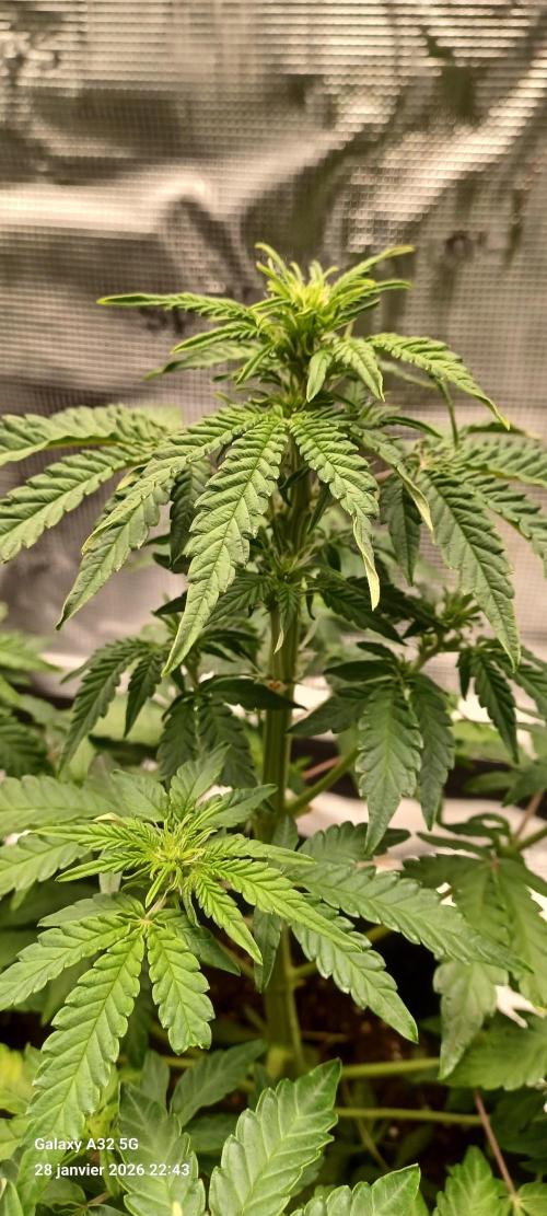 1st full indoor grow. Week 5