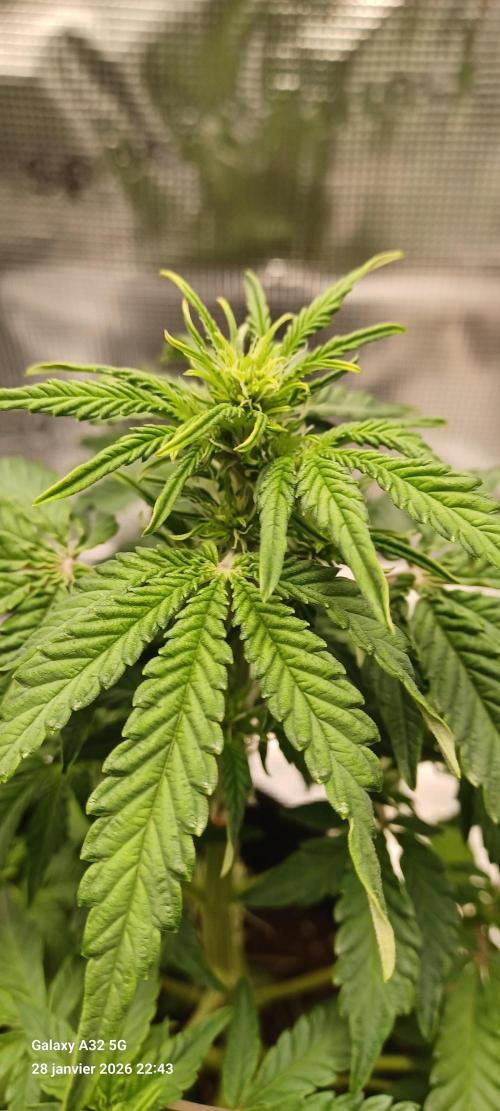 1st full indoor grow. Week 5