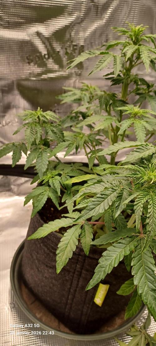 1st full indoor grow. Week 5