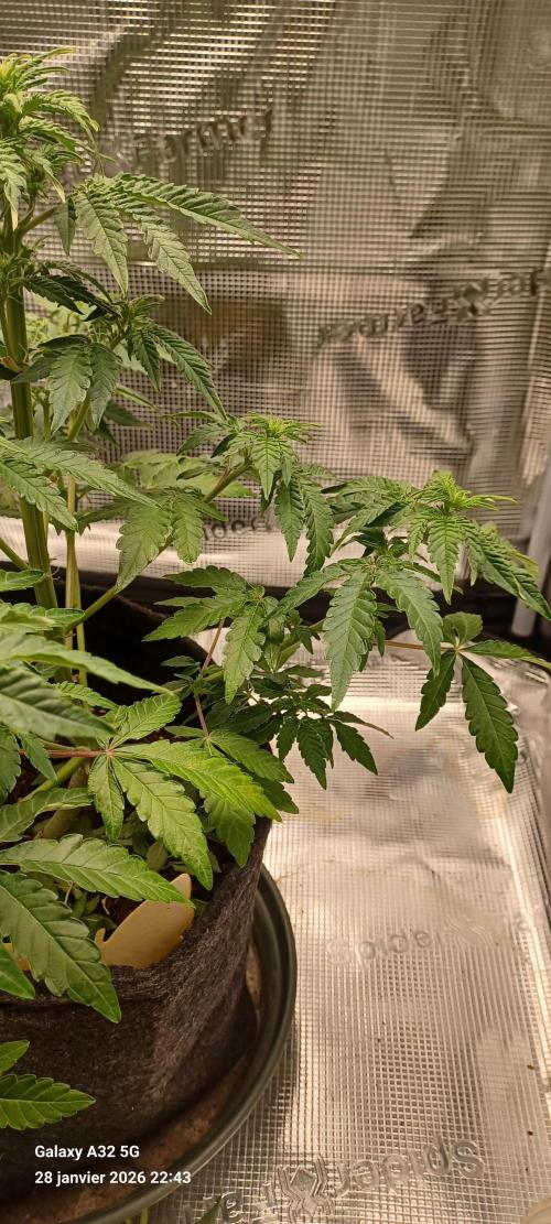 1st full indoor grow. Week 5