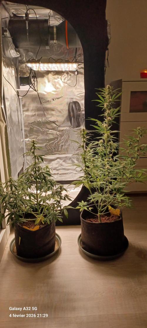 1st full indoor grow. Week 6