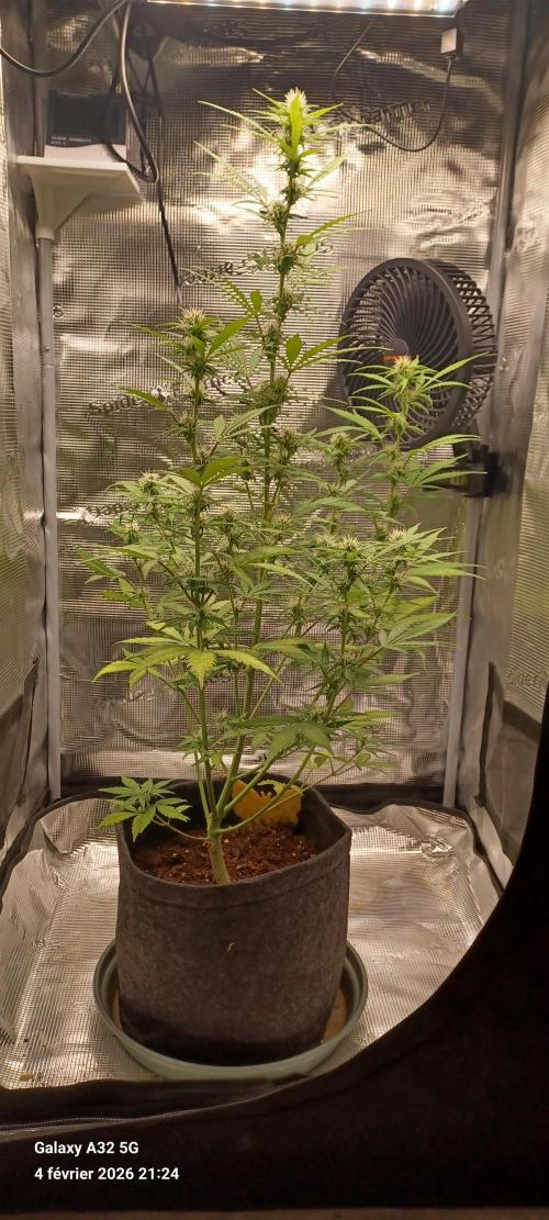 1st full indoor grow. Week 6