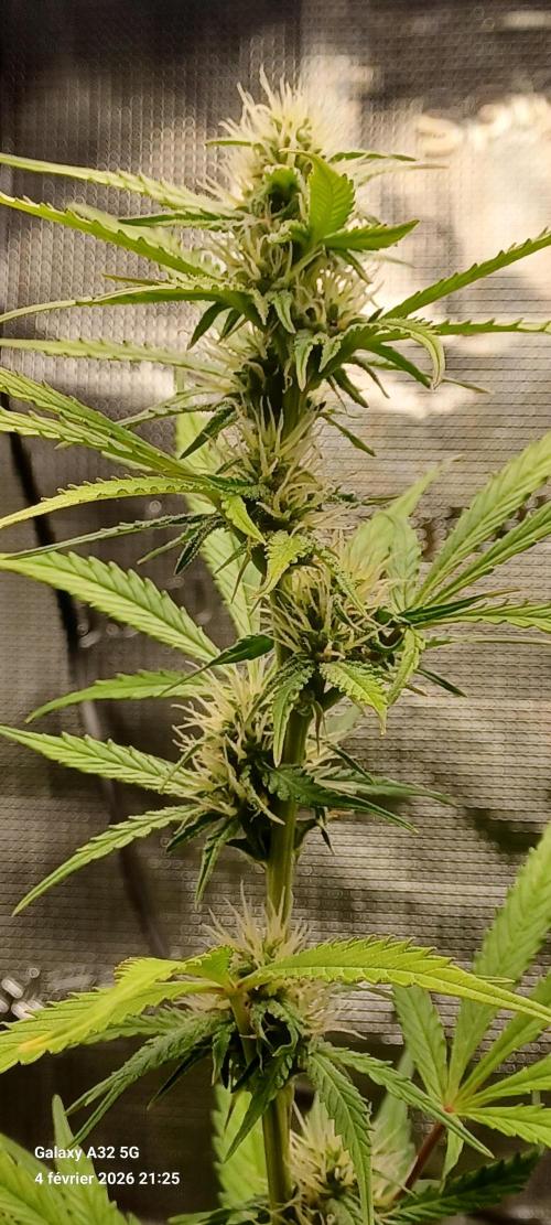 1st full indoor grow. Week 6