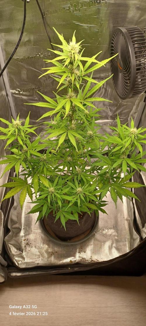 1st full indoor grow. Week 6