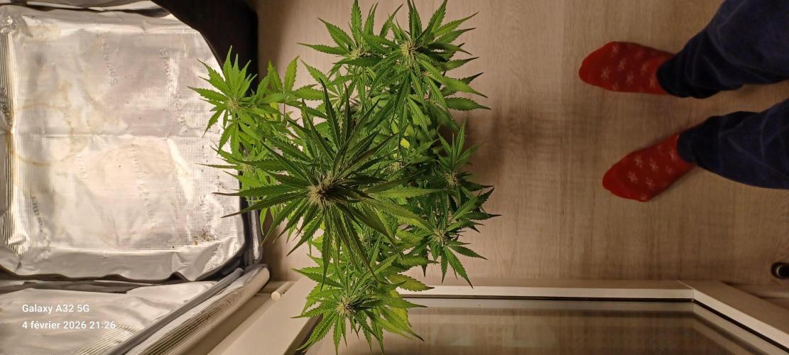 1st full indoor grow. Week 6