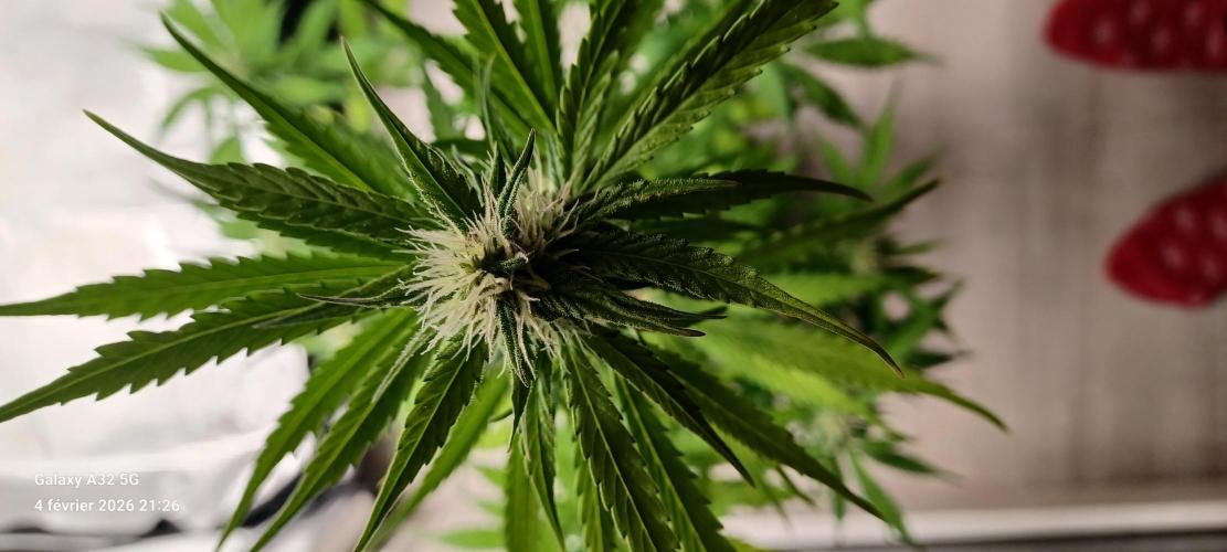 1st full indoor grow. Week 6