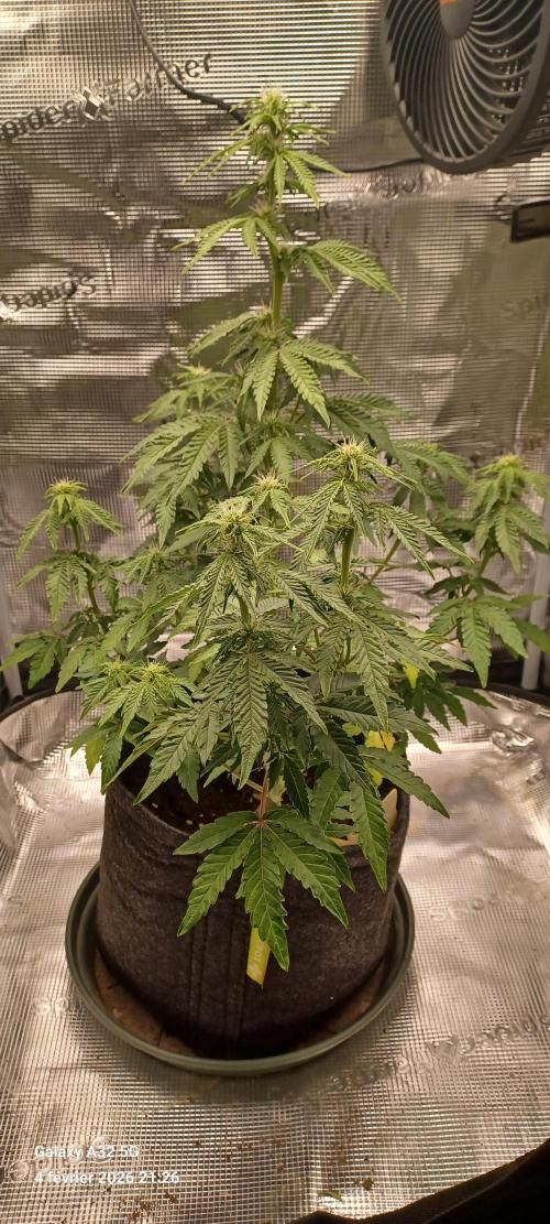 1st full indoor grow. Week 6