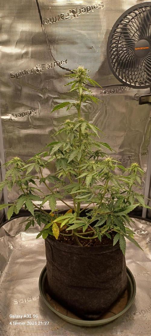 1st full indoor grow. Week 6