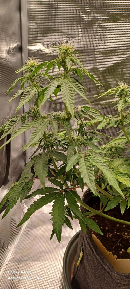 1st full indoor grow. Week 6