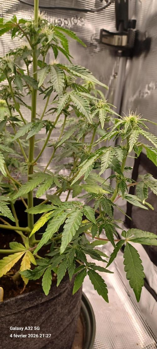 1st full indoor grow. Week 6