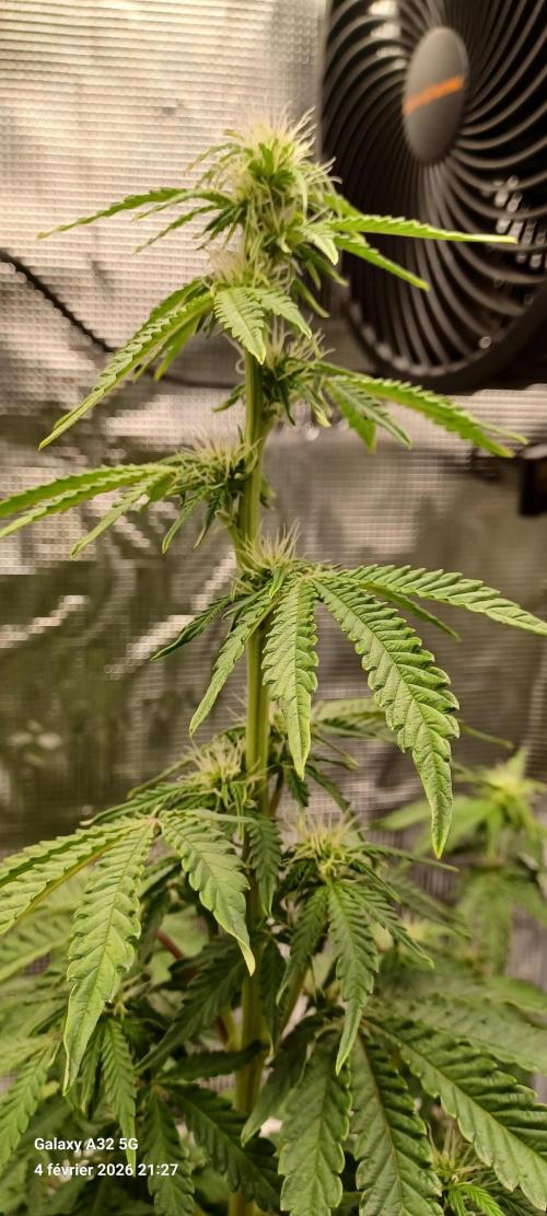 1st full indoor grow. Week 6