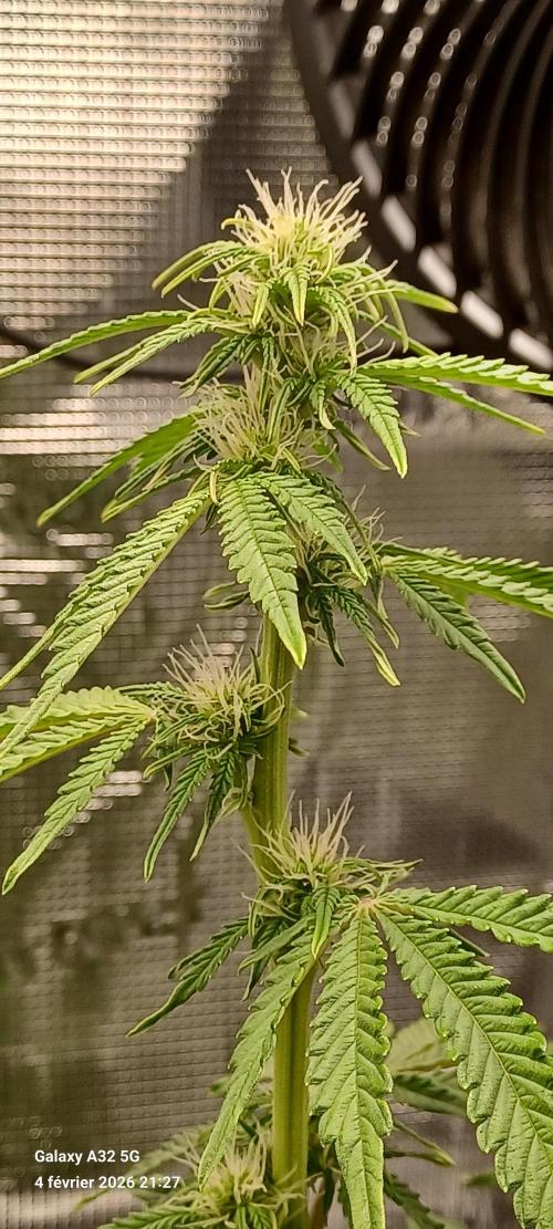 1st full indoor grow. Week 6