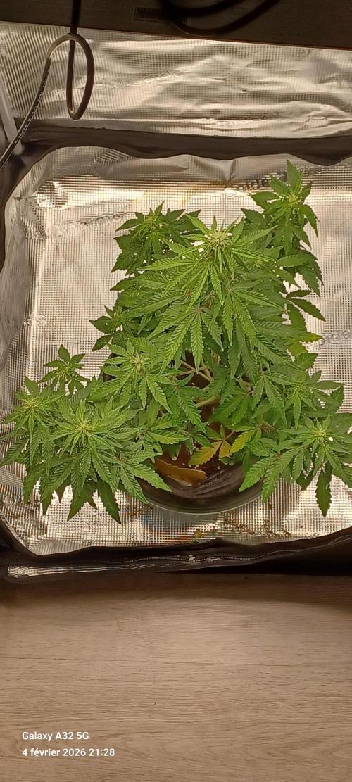 1st full indoor grow. Week 6