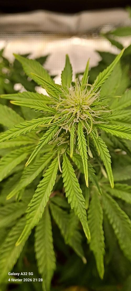 1st full indoor grow. Week 6