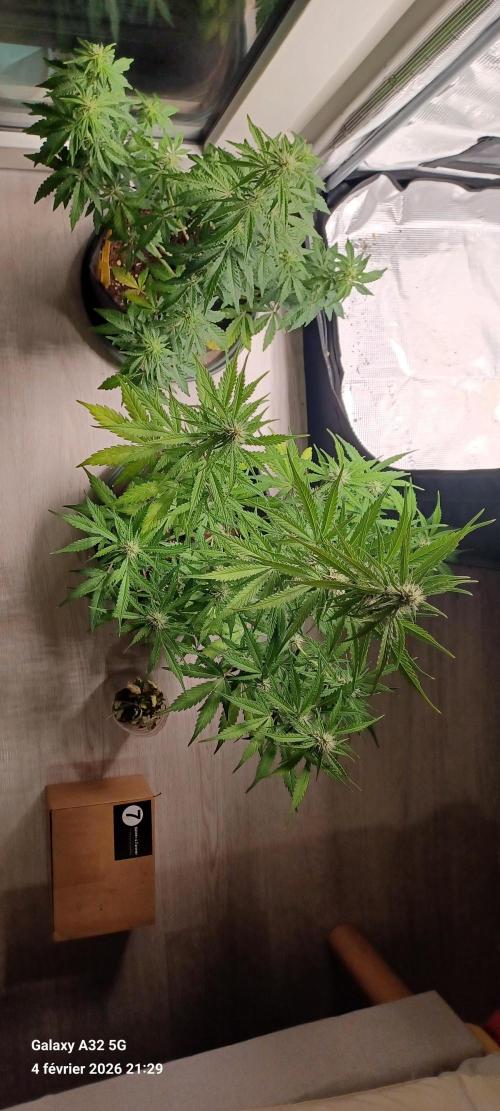 1st full indoor grow. Week 6