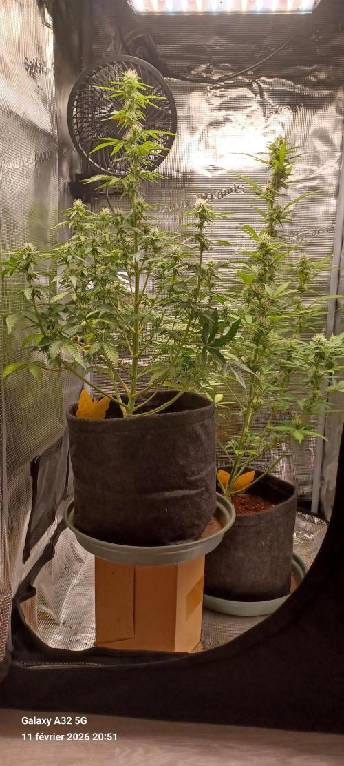 1st full indoor grow. Week 7