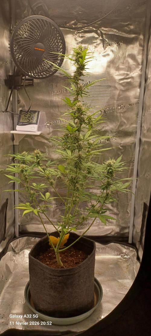 1st full indoor grow. Week 7