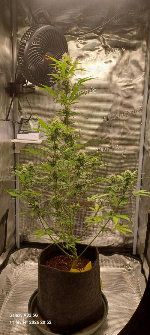 1st full indoor grow. Week 7