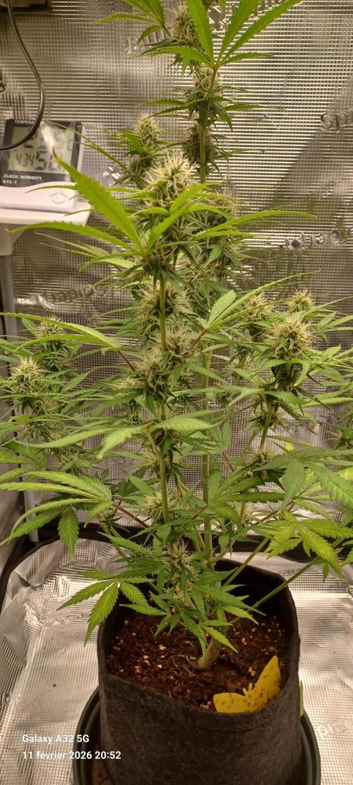 1st full indoor grow. Week 7