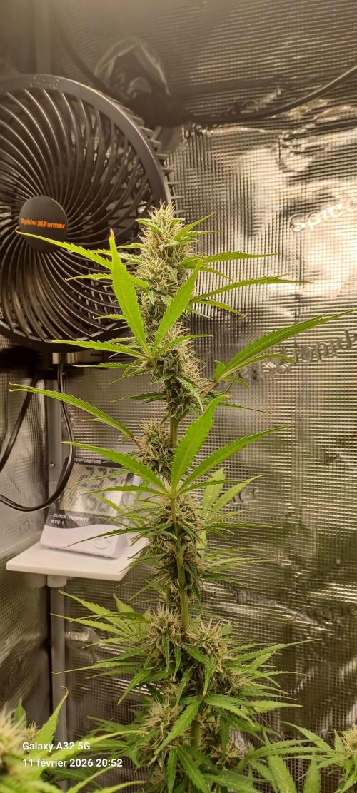 1st full indoor grow. Week 7