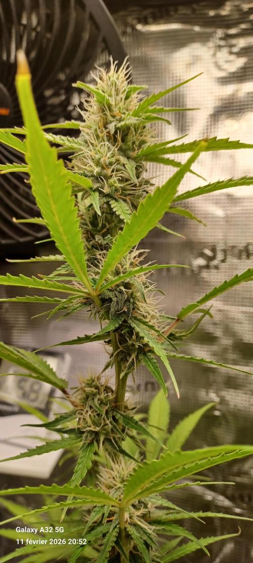 1st full indoor grow. Week 7