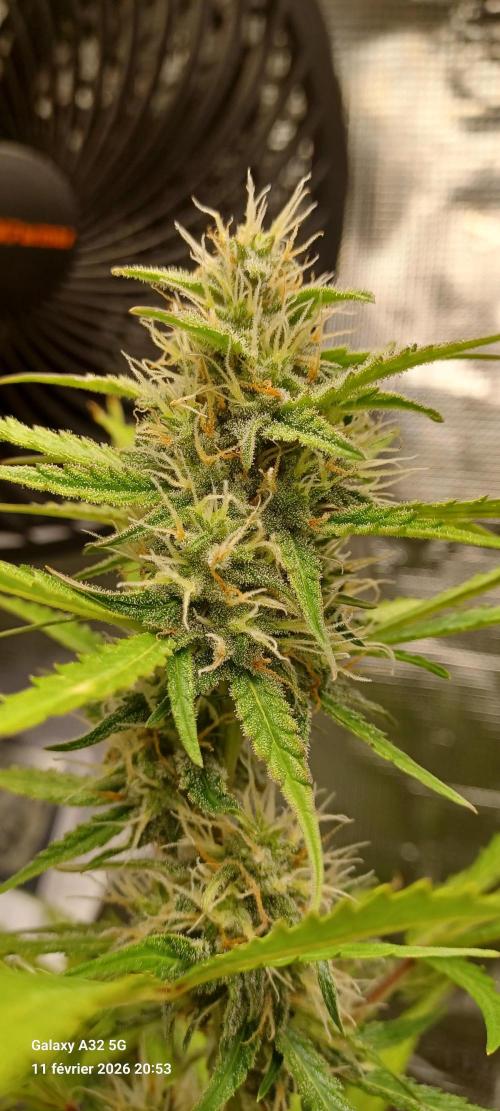 1st full indoor grow. Week 7