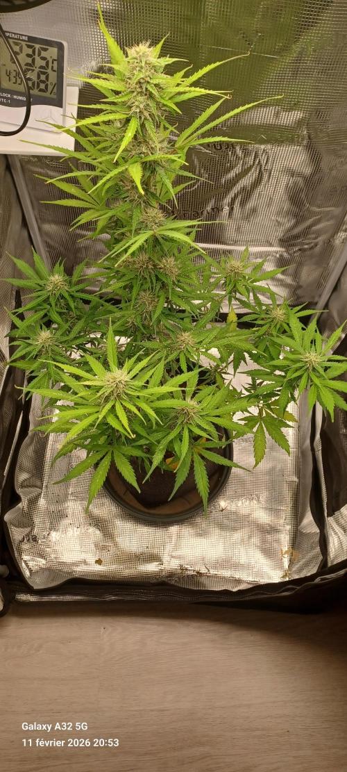 1st full indoor grow. Week 7