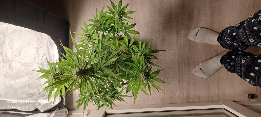 1st full indoor grow. Week 7