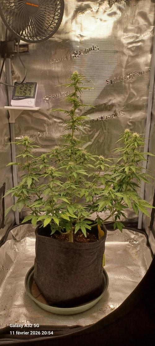 1st full indoor grow. Week 7