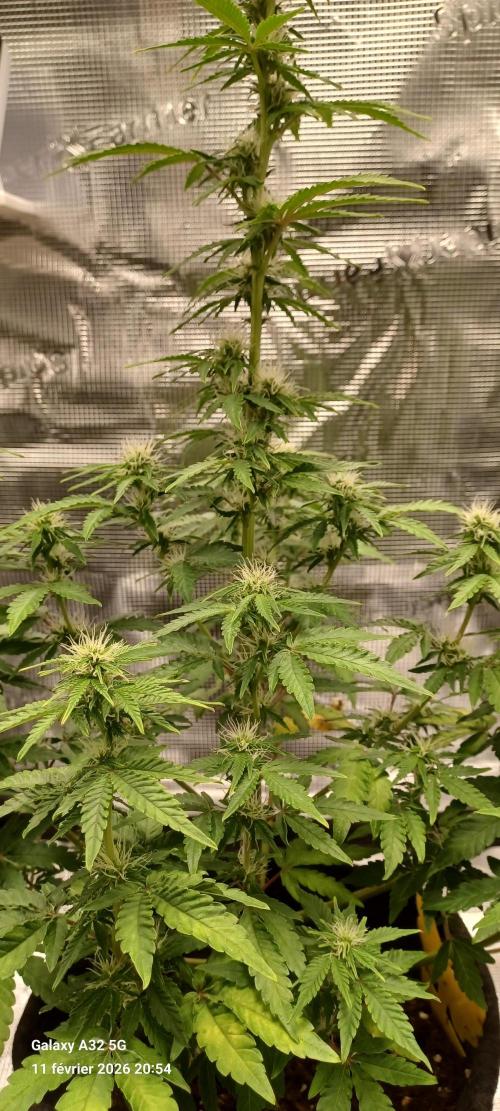 1st full indoor grow. Week 7