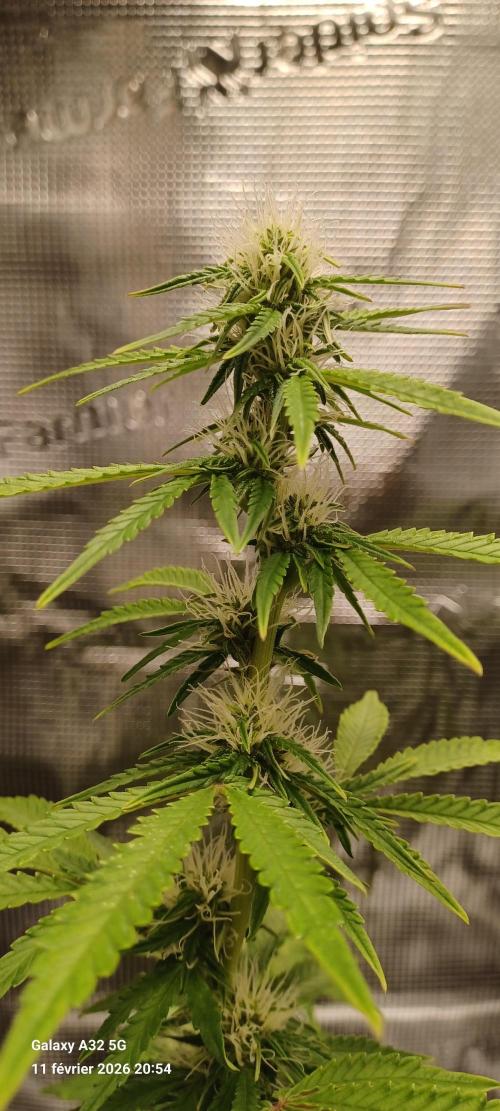 1st full indoor grow. Week 7