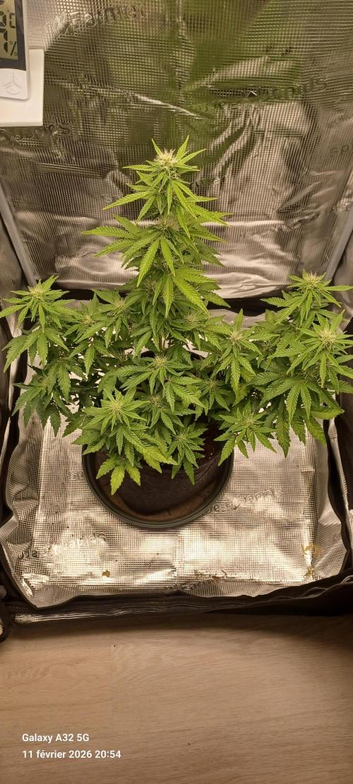 1st full indoor grow. Week 7