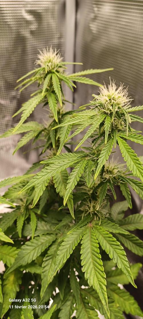 1st full indoor grow. Week 7