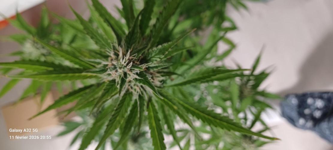 1st full indoor grow. Week 7