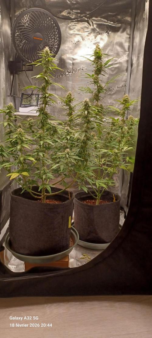 1st full indoor grow. Week 8