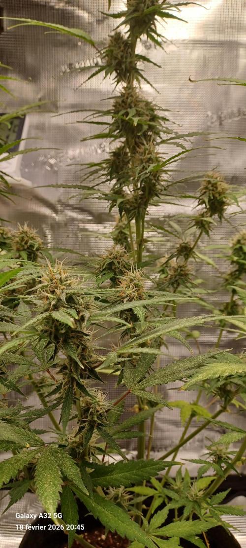 1st full indoor grow. Week 8