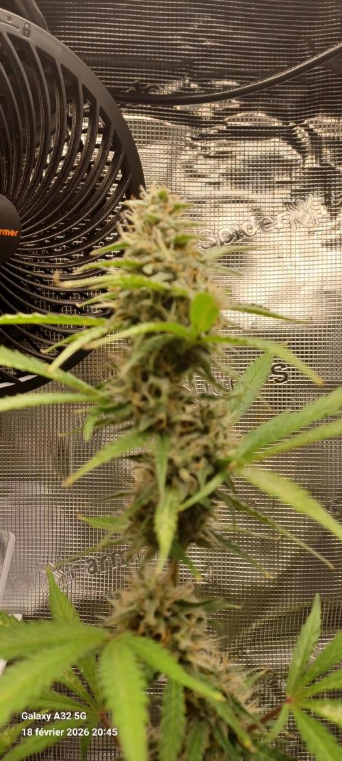 1st full indoor grow. Week 8