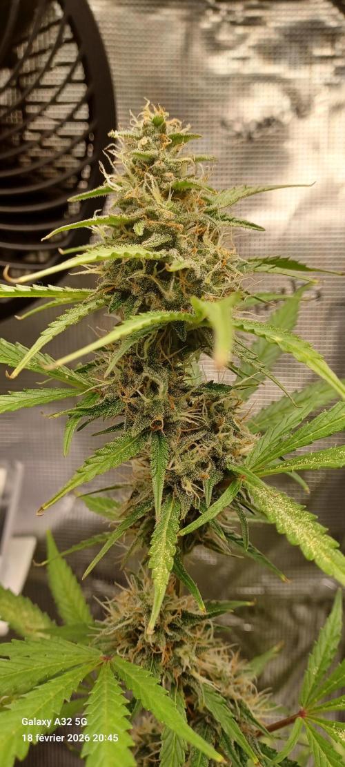 1st full indoor grow. Week 8