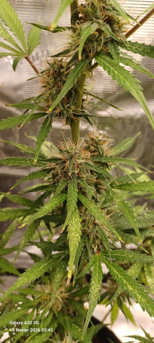 1st full indoor grow. Week 8