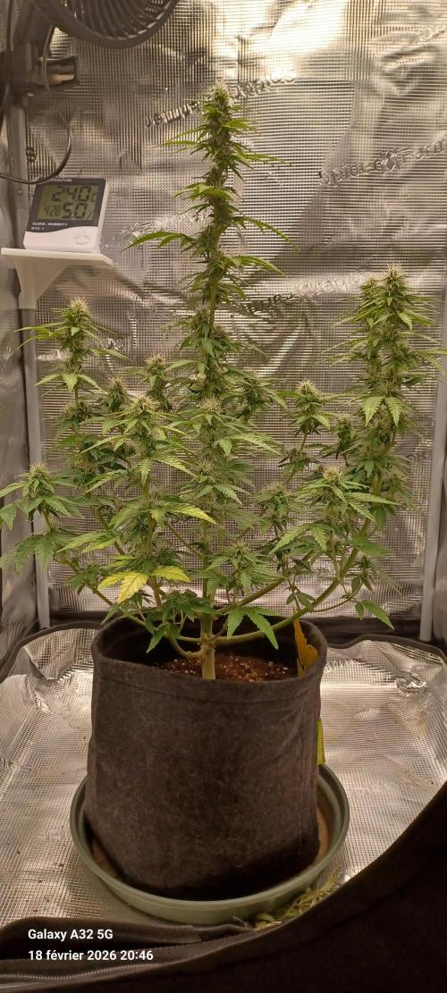 1st full indoor grow. Week 8