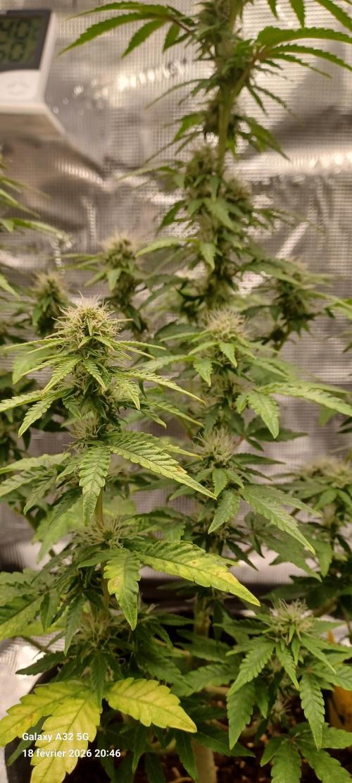 1st full indoor grow. Week 8