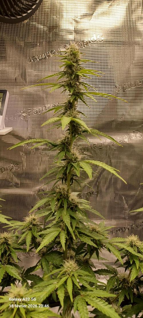 1st full indoor grow. Week 8