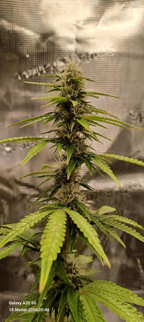 1st full indoor grow. Week 8