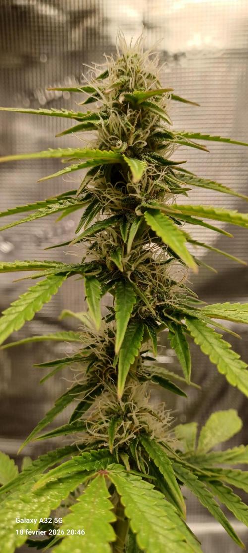 1st full indoor grow. Week 8