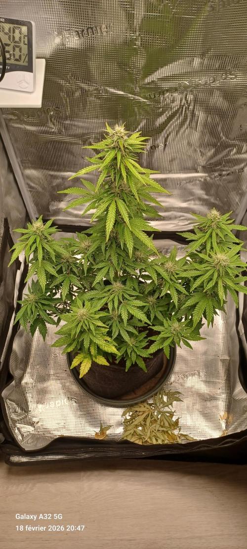 1st full indoor grow. Week 8