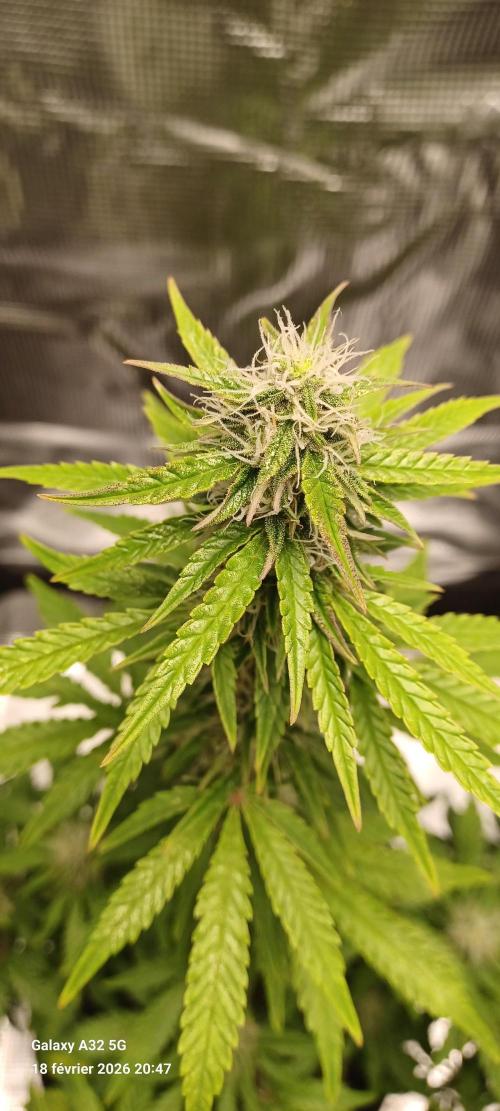 1st full indoor grow. Week 8