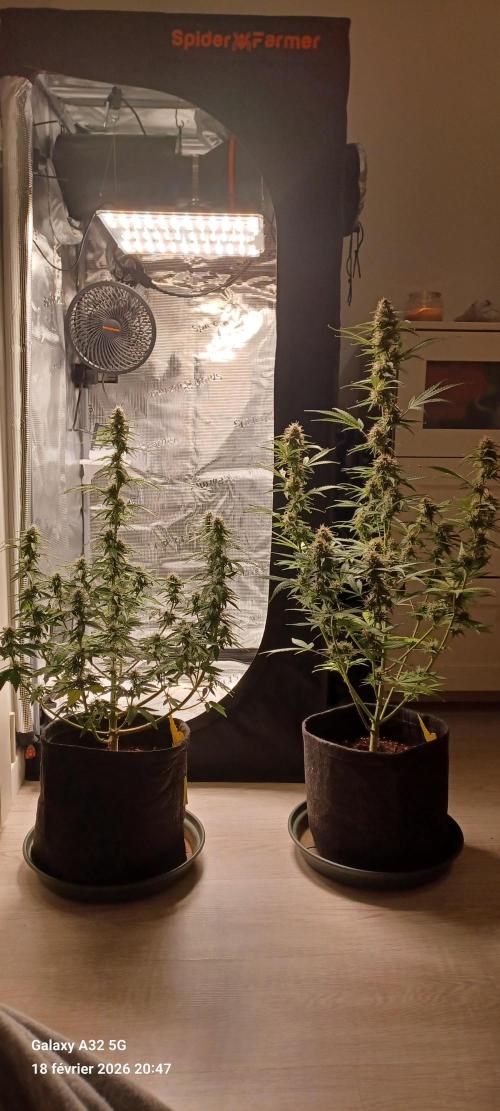 1st full indoor grow. Week 8