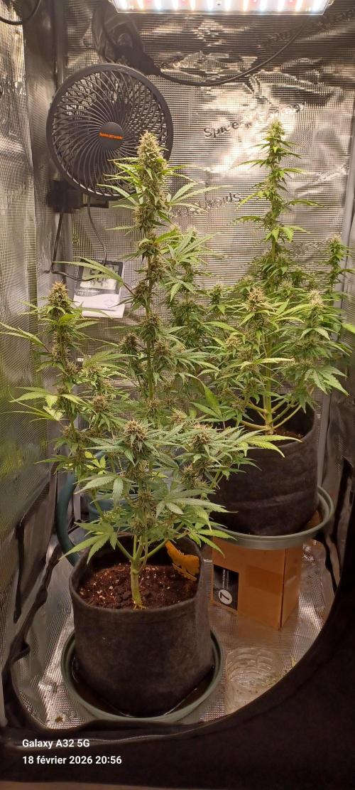 1st full indoor grow. Week 8