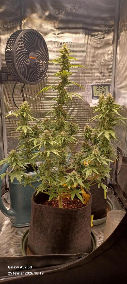 1st full indoor grow. Week 9